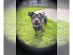 Rottweiler DOG FOR ADOPTION RGADN-1248286 - GALLOWAY - Rottweiler (medium coat)