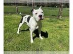American Pit Bull Terrier DOG FOR ADOPTION RGADN-1248289 - QUINCY - Pit Bull
