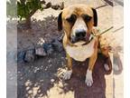 American Bandogge mastiff DOG FOR ADOPTION RGADN-1248292 - MILO - Mastiff / Pit