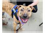 American Staffordshire Terrier-Plott Hound Mix DOG FOR ADOPTION RGADN-1248305 -
