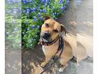 Rhodesian Ridgeback Mix DOG FOR ADOPTION RGADN-1248312 - Amethyst - Rhodesian