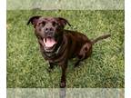 Rottweiler-American Pit Bull Terrier DOG FOR ADOPTION RGADN-1248318 - El -