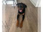 Rottweiler DOG FOR ADOPTION RGADN-1248319 - Frankie - Rottweiler Dog For