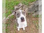 American Pit Bull Terrier Mix DOG FOR ADOPTION RGADN-1248321 - Annabelle - Pit