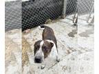 Pointer Mix DOG FOR ADOPTION RGADN-1248328 - Butch - English Pointer / Hound /