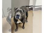 American Bandogge mastiff DOG FOR ADOPTION RGADN-1248334 - Beatrice - American