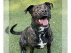 American Pit Bull Terrier DOG FOR ADOPTION RGADN-1248335 - TULSA - American Pit