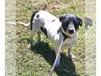 Dachshund-Jack Russell Terrier Mix DOG FOR ADOPTION RGADN-1248352 - Jacqui -