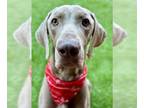 Weimaraner DOG FOR ADOPTION RGADN-1248356 - Arlo - Weimaraner Dog For Adoption