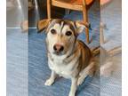 German Shepherd Dog-Siberian Husky Mix DOG FOR ADOPTION RGADN-1248361 - Kippa -