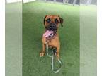 Boxer DOG FOR ADOPTION RGADN-1248370 - *CASSADANO - Boxer (medium coat) Dog For