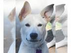 Mix DOG FOR ADOPTION RGADN-1248380 - Hailey - White German Shepherd / Labrador