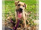 Black Mouth Cur Mix DOG FOR ADOPTION RGADN-1248381 - Biscuit #eager-to-please -