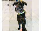 Schnauzer (Giant) DOG FOR ADOPTION RGADN-1248393 - Chico - “SWEET and