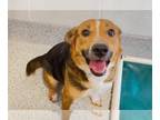 Beagle Mix DOG FOR ADOPTION RGADN-1248400 - MOMMA BECKY - Beagle / Mixed (short