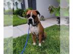 Boxer DOG FOR ADOPTION RGADN-1248407 - Forest - Boxer (short coat) Dog For