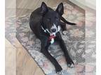 Basenji Mix DOG FOR ADOPTION RGADN-1248408 - Soraya - Basenji / Australian
