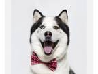 Mix DOG FOR ADOPTION RGADN-1248422 - SHERLOCK - Husky (medium coat) Dog For