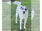 Great Pyrenees Mix DOG FOR ADOPTION RGADN-1248434 - Ms. Lady the Great Pyrenees