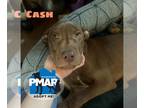 American Pit Bull Terrier DOG FOR ADOPTION RGADN-1248446 - Cash - Pit Bull