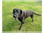 Labrador Retriever DOG FOR ADOPTION RGADN-1248448 - RAVEN - Labrador Retriever