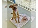 American Pit Bull Terrier DOG FOR ADOPTION RGADN-1248458 - PATTY - Pit Bull