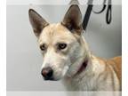 German Shepherd Dog Mix DOG FOR ADOPTION RGADN-1248459 - MIA - German Shepherd