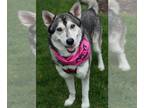 Mix DOG FOR ADOPTION RGADN-1248494 - Aria - Husky Dog For Adoption