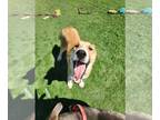 Collie DOG FOR ADOPTION RGADN-1248498 - Lassie - Collie Dog For Adoption
