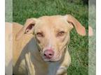 Beagle Mix DOG FOR ADOPTION RGADN-1248501 - Moki - Yellow Labrador Retriever /