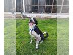 Border Collie Mix DOG FOR ADOPTION RGADN-1248502 - BREE - Border Collie / Mixed