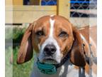 Labbe DOG FOR ADOPTION RGADN-1248518 - Bagel - Beagle / Labrador Retriever /