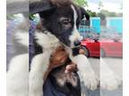 Collie-German Shepherd Dog Mix DOG FOR ADOPTION RGADN-1248525 - VIVI - Collie /