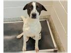American Pit Bull Terrier-Pointer Mix DOG FOR ADOPTION RGADN-1248527 - SANTIAGO