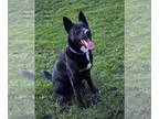 German Shepherd Dog Mix DOG FOR ADOPTION RGADN-1248540 - Griz - Black Labrador
