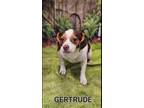 Adopt Gertrude in LA a Mixed Breed