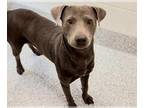 Labmaraner DOG FOR ADOPTION RGADN-1248558 - HART - Labrador Retriever /