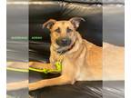 Rhodesian Ridgeback Mix DOG FOR ADOPTION RGADN-1248563 - ADRIAN - Shepherd /