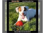 Lab-Pointer DOG FOR ADOPTION RGADN-1248566 - Bandit - Pointer / Labrador