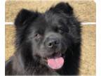Chow Chow Mix DOG FOR ADOPTION RGADN-1248577 - May - Chow Chow / Mixed Dog For