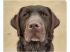 Labrador Retriever DOG FOR ADOPTION RGADN-1248579 - Ellie - Labrador Retriever