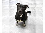 American Pit Bull Terrier Mix DOG FOR ADOPTION RGADN-1248588 - Cooper - Pit Bull