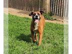 Boxer DOG FOR ADOPTION RGADN-1248589 - Ty - Boxer (short coat) Dog For Adoption