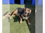 Beagle Mix DOG FOR ADOPTION RGADN-1248590 - Lucille - Beagle / Mixed (short