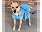 Black Mouth Cur-Whippet Mix DOG FOR ADOPTION RGADN-1248601 - Maybelle - Black