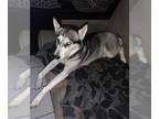 Mix DOG FOR ADOPTION RGADN-1248614 - CANDY - Husky (medium coat) Dog For