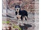 Huskies Mix DOG FOR ADOPTION RGADN-1248632 - Hope - Husky / Shepherd / Mixed