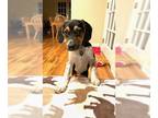 Beagle Mix DOG FOR ADOPTION RGADN-1248646 - Ranger - Beagle / Mixed Dog For