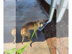 Labrador Retriever Mix DOG FOR ADOPTION RGADN-1248650 - Judah - Labrador