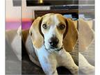 Beagle DOG FOR ADOPTION RGADN-1248670 - Josephine (aka, Josie) - Beagle (short
